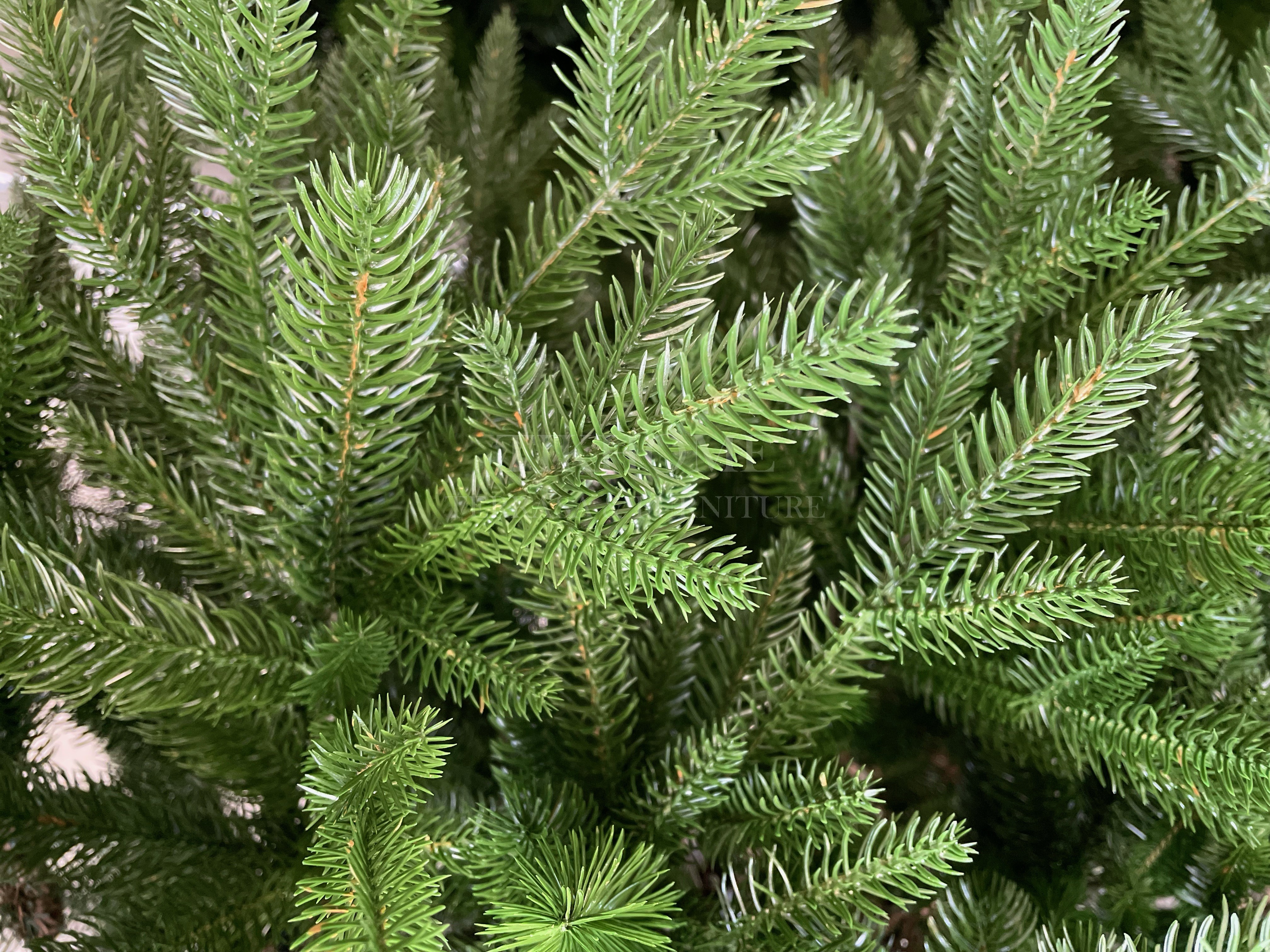 image11 image11